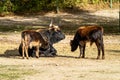 Heck cattle, Bos primigenius taurus or aurochs in the zoo Royalty Free Stock Photo