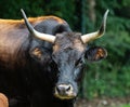 Heck cattle, Bos primigenius taurus or aurochs in the zoo Royalty Free Stock Photo