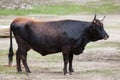 Heck cattle Bos primigenius taurus Royalty Free Stock Photo