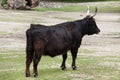 Heck cattle Bos primigenius taurus Royalty Free Stock Photo