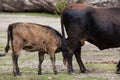 Heck cattle Bos primigenius taurus Royalty Free Stock Photo