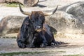 Heck cattle, Bos primigenius taurus or aurochs in a German park Royalty Free Stock Photo