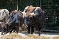 Heck cattle, Bos primigenius taurus or aurochs in the zoo Royalty Free Stock Photo