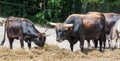 Heck cattle, Bos primigenius taurus or aurochs in the zoo