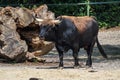 Heck cattle, Bos primigenius taurus or aurochs in the zoo Royalty Free Stock Photo