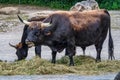 Heck cattle, Bos primigenius taurus or aurochs in the zoo Royalty Free Stock Photo