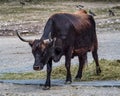 Heck cattle, Bos primigenius taurus or aurochs in the zoo Royalty Free Stock Photo