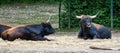 Heck cattle, Bos primigenius taurus or aurochs in the zoo Royalty Free Stock Photo