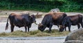 Heck cattle, Bos primigenius taurus or aurochs in the zoo Royalty Free Stock Photo