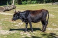 Heck cattle, Bos primigenius taurus or aurochs in the zoo Royalty Free Stock Photo