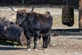 Heck cattle, Bos primigenius taurus or aurochs in a German park Royalty Free Stock Photo