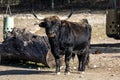 Heck cattle, Bos primigenius taurus or aurochs in a German park Royalty Free Stock Photo