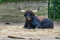 Heck cattle, Bos primigenius taurus or aurochs in the zoo Royalty Free Stock Photo