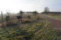 Heck Cattle bull and cow behind a fence in the Dutch Oostvaardersplassen near Almere the Netherlands Royalty Free Stock Photo