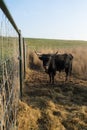 Heck Cattle bull and cow behind a fence in the Dutch Oostvaardersplassen near Almere the Netherlands Royalty Free Stock Photo