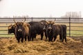 Heck cattle, cow and bulls on wintry pasture with open stablel