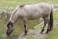Heck horse Equus ferus caballus Royalty Free Stock Photo