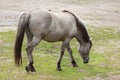 Heck horse Equus ferus caballus Royalty Free Stock Photo