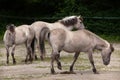 Heck horse Equus ferus caballus Royalty Free Stock Photo