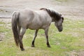 Heck horse Equus ferus caballus Royalty Free Stock Photo