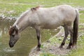 Heck horse Equus ferus caballus Royalty Free Stock Photo