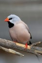 Heck's Grassfinch Bird Royalty Free Stock Photo