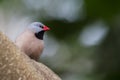 Heck's Grassfinch (Poephila acuticauda) Royalty Free Stock Photo