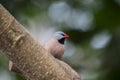 Heck's Grassfinch (Poephila acuticauda) Royalty Free Stock Photo