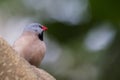 Heck's Grassfinch (Poephila acuticauda) Royalty Free Stock Photo