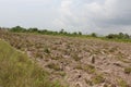 Hectare of land ready for planting Royalty Free Stock Photo