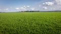 Hectares full of fresh radishes in the autumn on the farmland