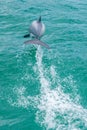 Hector dolphin at Banks peninsula in New Zealand