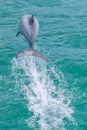 Hector dolphin at Banks peninsula in New Zealand