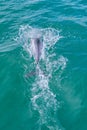 Hector dolphin at Banks peninsula in New Zealand