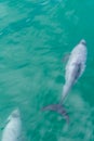 Hector dolphin at Banks peninsula in New Zealand