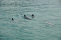 Hector dolphins Royalty Free Stock Photo