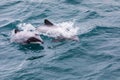 Hector`s Dolphin Cephalorhynchus hectori mother and calf, New Zealand Royalty Free Stock Photo