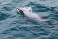 Hector`s Dolphin Cephalorhynchus hectori, the world`s smallest and rarest marine dolphin, New Zealand