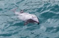 Hector`s Dolphin Cephalorhynchus hectori, the world`s smallest and rarest marine dolphin, New Zealand Royalty Free Stock Photo