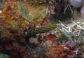 A Hector`s Goby Koumansetta hectori