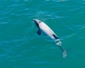 Akaroa harbour, Hectors dolphin, endangered dolphin, New Zealand. Cetacean endemic to New Zealand Royalty Free Stock Photo