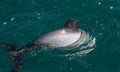 Hectors dolphin, endangered dolphin, Akaroa, New Zealand Royalty Free Stock Photo