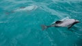 Hectors dolphins Royalty Free Stock Photo