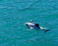 Hectors dolphins, mother and baby calf, endangered dolphin, New Zealand Royalty Free Stock Photo