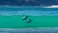 Hectors dolphins, surfing in Porpoise Bay, The Catlins, New Zealand Royalty Free Stock Photo