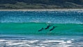 Hectors dolphins, surfing in Porpoise Bay, The Catlins, New Zealand Royalty Free Stock Photo