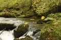 Heddon valley rapids swelled up after heavy rainfall