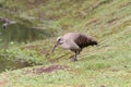 Hadeda Ibis grazing next to water