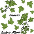 Heder ivy, houseplant. Of Hedera Helix. It can be used as an element of decoration for floral arrangements, to the design of greet