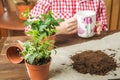 Heder pot with ivy. The girl drinks tea and transplants potted plants at home in the background. Earth, seedling, Spring, hands, t